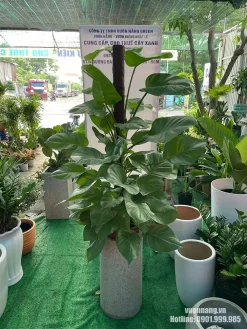 Hình ảnh thực tế cây Trầu Bà Cột tại Vườn Nắng với tán lá xanh dày, bản lá lớn và trụ leo cao. Cây được phối trong chậu đá mài hình trụ, tạo dáng gọn và hiện đại.