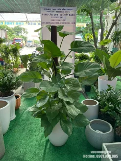 Cây Trầu Bà Cột thực tế có bộ lá xanh bóng, phân bố tự nhiên quanh trụ leo và được phối trong chậu trắng dáng tròn. Kiểu chậu trung tính giúp cây dễ kết hợp với nhiều phong cách nội thất.