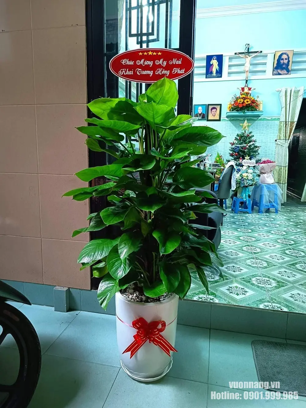 Chậu cây Trầu Bà Cột làm quà khai trương. Hình ảnh thực tế chậu cây Trầu Bà Cột làm quà khai trương. Cây có tán xanh dày, phối chậu trắng và phụ kiện chúc mừng, thể hiện lời chúc phát triển và khởi đầu thuận lợi.