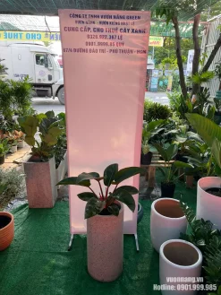 Hình ảnh Cây Trầu Bà Đế Vương Nâu phối chậu đá mài dáng trụ cao tại Vườn Nắng. Kiểu chậu giúp nâng chiều cao tổng thể, làm nổi bật tán lá xanh nâu và phần cuống đỏ đặc trưng của cây.