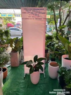 Mẫu Cây Trầu Bà Đế Vương Nâu thực tế được phối trong chậu tròn cao màu trắng tại Vườn Nắng. Dáng chậu thanh thoát giúp nâng tán cây, phù hợp đặt tại văn phòng, phòng quản lý, khu vực tiếp khách hoặc showroom.