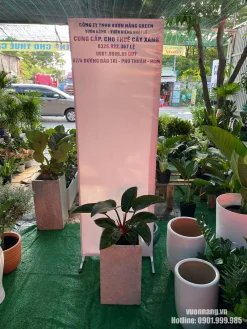 Mẫu Cây Trầu Bà Đế Vương Nâu thực tế tại Vườn Nắng được phối trong chậu vuông đá mài màu sáng. Thiết kế chậu vuông giúp tổng thể cây cân đối, phù hợp đặt cạnh bàn làm việc, quầy lễ tân hoặc khu vực tiếp khách.