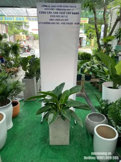 Mẫu Cây Trầu Bà Đế Vương Xanh có tán lá xanh khỏe được phối trong chậu đá mài vuông màu xám trung tính. Thiết kế chậu vuông tạo cảm giác chắc chắn, gọn gàng và phù hợp với văn phòng, sảnh nhỏ, phòng họp hoặc không gian nội thất tối giản.