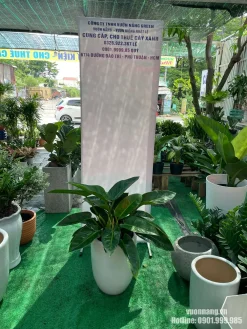 Cây Trầu Bà Đế Vương Xanh được phối cùng chậu sứ trắng dáng bầu, tạo cảm giác mềm mại và dễ kết hợp với nhiều phong cách nội thất. Tán cây gọn, lá bản lớn và màu xanh đậm phù hợp trang trí phòng khách, văn phòng, spa hoặc cửa hàng.