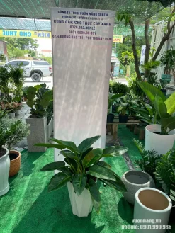 Hình ảnh thực tế Cây Trầu Bà Đế Vương Xanh phối chậu trắng cao có bề mặt tạo khối hình học. Kiểu chậu giúp nâng chiều cao tổng thể của cây, phù hợp bố trí tại hành lang, quầy lễ tân, phòng làm việc hoặc showroom hiện đại.