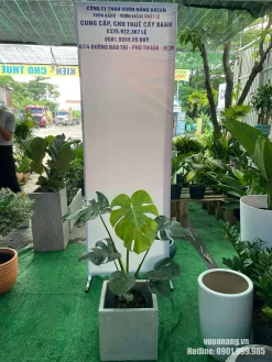 Cây trầu bà lá xẻ Nam Mỹ có lá xanh lớn, đường xẻ tự nhiên, được phối với chậu vuông màu xám để trang trí nội thất.