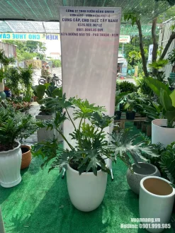 Hình ảnh cây trầu bà thanh xuân lớn có tán lá rộng, phối chậu trắng bo tròn, phù hợp đặt trong phòng khách, văn phòng, khu tiếp khách hoặc showroom.