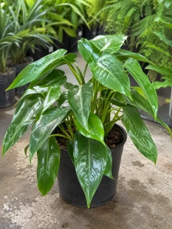 Hình ảnh cây Trầu Bà Tỷ Phú xanh khỏe trong chậu nhựa đen tại khu vườn, tán lá tự nhiên và nhiều cuống mọc từ gốc.