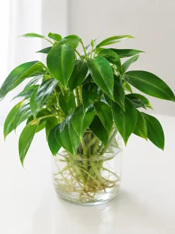 Hình ảnh cây Trầu Bà Tỷ Phú trồng thủy sinh trong bình thủy tinh, rễ sạch và tán lá xanh gọn.