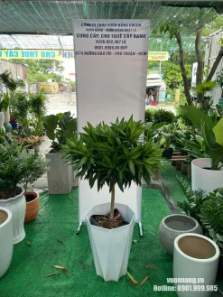 Mẫu cây Trúc Bách Hợp phối chậu trắng dáng cao, tán lá gọn đẹp, phù hợp cho khách hàng chọn cây nội thất, cây văn phòng hoặc cây trang trí sảnh.