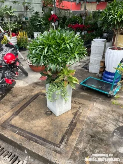 Mẫu cây Trúc Bách Hợp phối chậu vuông cùng cây trang trí nhỏ, phù hợp làm điểm nhấn xanh cho văn phòng, showroom, quán cà phê hoặc sảnh chờ.