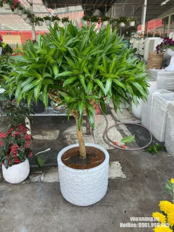 Hình ảnh cây Trúc Bách Hợp tán tròn, lá xanh bóng, trồng trong chậu trắng họa tiết, phù hợp làm cây nội thất cỡ lớn cho nhà ở và văn phòng.