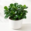 Hình ảnh cây Trường Sinh để bàn với dáng bụi nhỏ gọn, lá xanh bóng, phối chậu sứ trắng trên nền sáng,