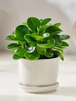 Mẫu cây Trường Sinh mini có tán lá xanh bóng, dáng gọn, được trồng trong chậu sứ sáng màu, phù hợp làm cây cảnh để bàn hoặc quà tặng nhỏ.