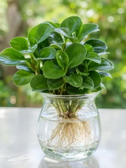 Mẫu cây Trường Sinh thủy sinh với lá xanh bóng, rễ tự nhiên trong bình thủy tinh trong suốt