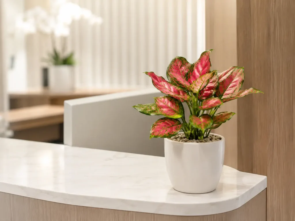 Hình ảnh cây Vạn Lộc phối chậu trắng đặt trên quầy lễ tân văn phòng, showroom hoặc spa, phù hợp không gian sáng và chuyên nghiệp.