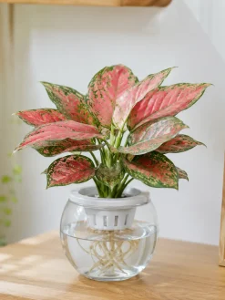 Hình ảnh cây Vạn Lộc trồng thủy sinh, rễ sạch trong nước, lá đỏ hồng pha xanh tự nhiên, thích hợp trang trí không gian nội thất.