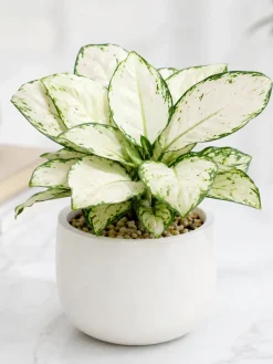 Hình ảnh cây Vạn Lộc trắng dáng bụi nhỏ gọn, lá trắng kem viền xanh tự nhiên, phối chậu trắng tối giản.