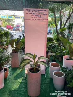 Hình ảnh cây vạn niên thanh phối chậu đá mài cao dáng trụ, giúp cây nổi bật hơn khi đặt sàn. Mẫu cây phù hợp với các không gian nội thất cần chậu cây gọn, cao, dễ bố trí và có tính thẩm mỹ.
