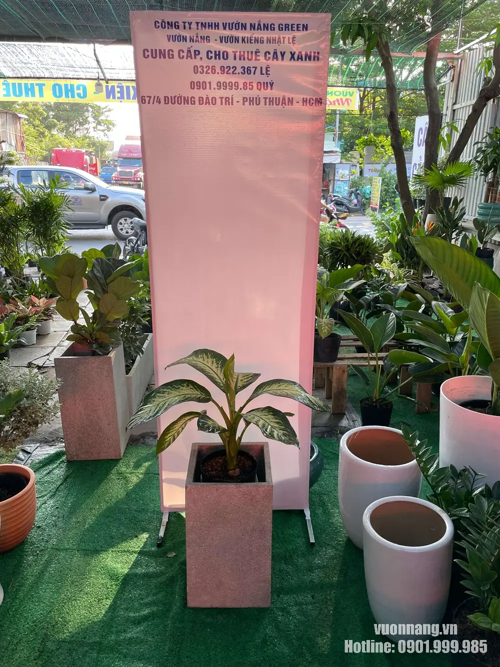 Hình ảnh cây vạn niên thanh với dáng lá xanh đốm đặc trưng, được trồng trong chậu vuông đá mài. Mẫu cây phù hợp đặt tại văn phòng, cửa hàng, phòng khách hoặc showroom có phong cách trang trí nhẹ nhàng.