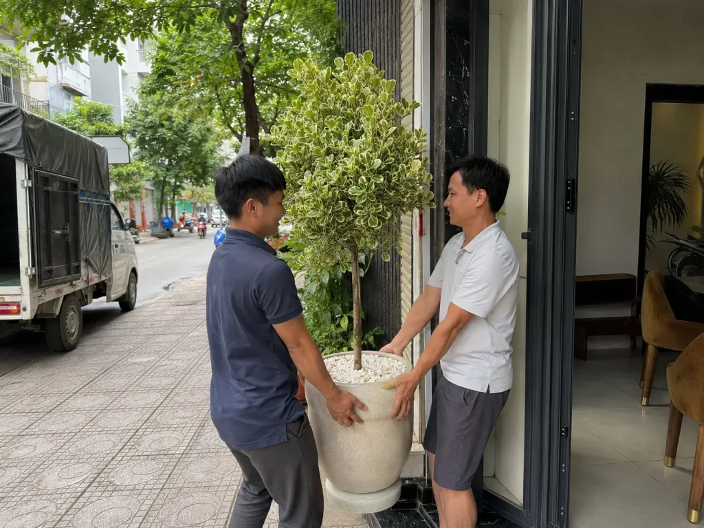 Giao cây Đa Tam Phúc cho khách tại TP.HCM Hình ảnh cây Đa Tam Phúc được giao đến khách hàng tại TP.HCM. Cây có dáng đẹp, tán lá khỏe và được phối chậu phù hợp để sử dụng trong nhà ở, văn phòng, showroom hoặc khu vực tiếp khách.