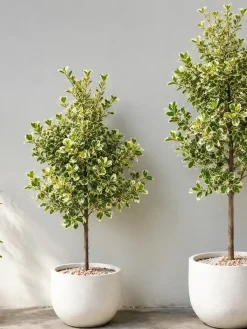Hình ảnh so sánh các kích thước cây Đa Tam Phúc từ nhỏ đến lớn, giúp khách hàng dễ chọn mẫu cây phù hợp với bàn làm việc, góc phòng, văn phòng, showroom hoặc sảnh lễ tân. Cây kích thước lớn phù hợp với nhóm cây nội thất văn phòng cỡ lớn.