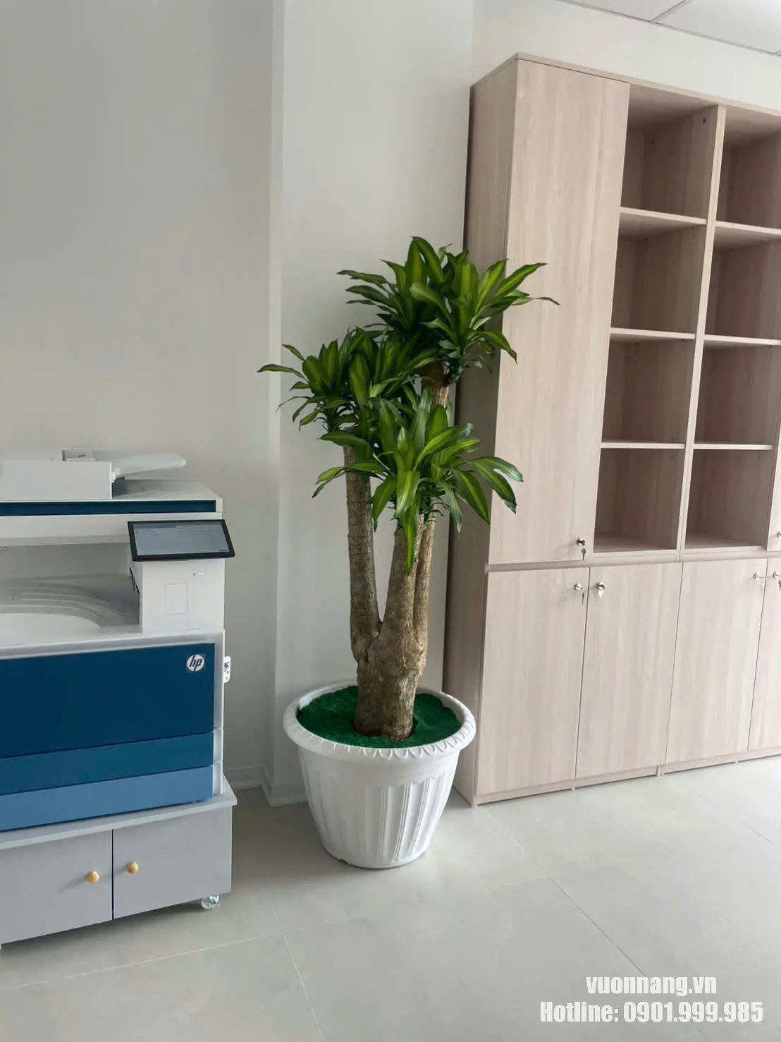 Cây Thiết Mộc Lan cỡ lớn đặt trong văn phòng hiện đại Cây Thiết Mộc Lan cỡ lớn trong chậu trắng đặt trong không gian văn phòng. Dáng cây cao, thân gỗ chắc, tán lá xanh nổi bật, phù hợp trang trí góc văn phòng, khu vực máy in, tủ hồ sơ, sảnh nhỏ hoặc phòng làm việc tại TP.HCM.