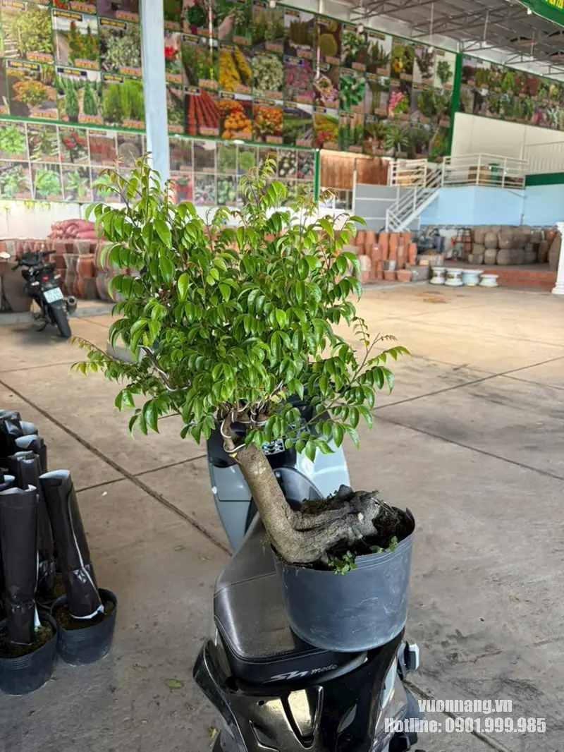 Hình ảnh cây khế bonsai thực tế với phần gốc già nổi bật, thân cong tự nhiên và tán được tạo dáng tương đối gọn. Mẫu cây phù hợp với khách hàng yêu thích cây khế dáng đẹp, cây bonsai hoặc cần một cây cảnh làm điểm nhấn cho sân vườn và không gian ngoại thất.