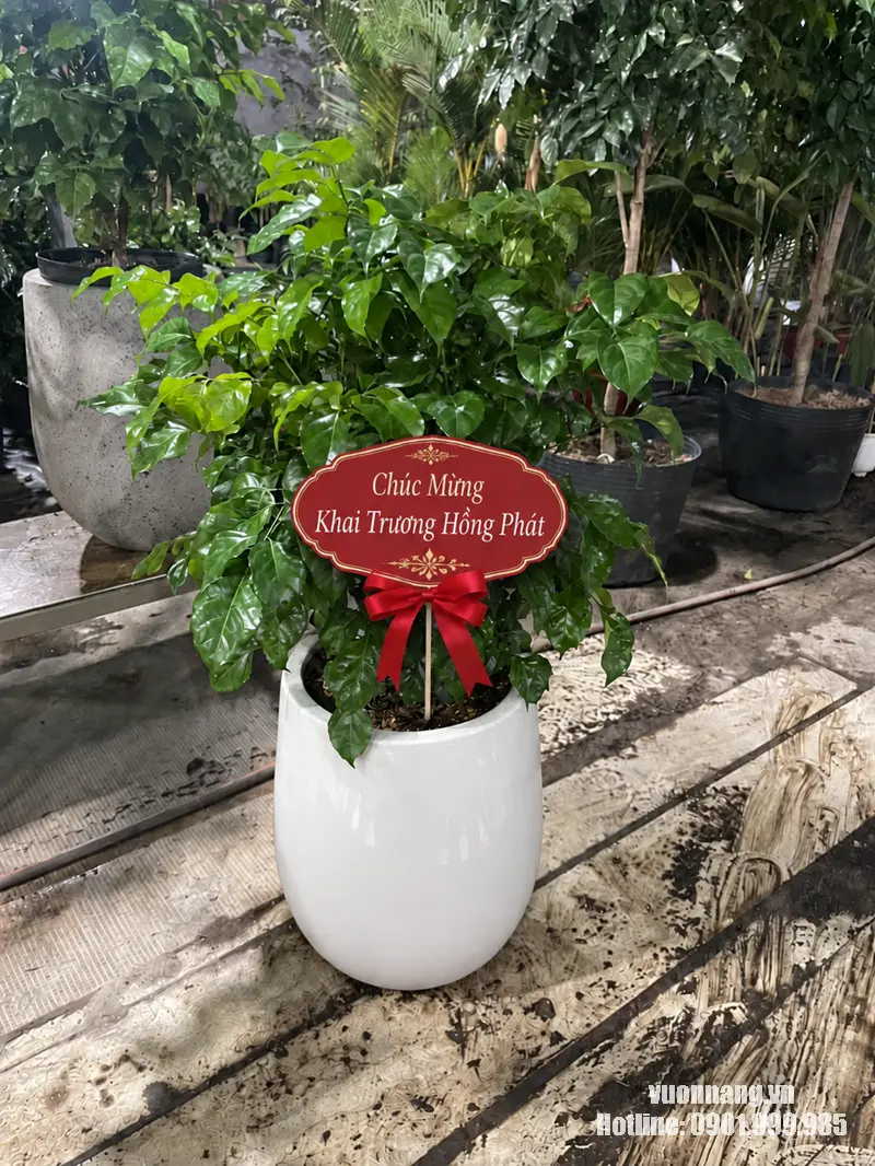 Cây Hạnh Phúc tặng khai trương phối chậu trắng và bảng chúc mừng Hình ảnh thực tế cây Hạnh Phúc có tán xanh cân đối, phối chậu trắng dáng cao và bảng chúc mừng khai trương. Mẫu phù hợp tham khảo khi chọn quà cho cửa hàng, văn phòng, showroom hoặc khu vực tiếp khách.