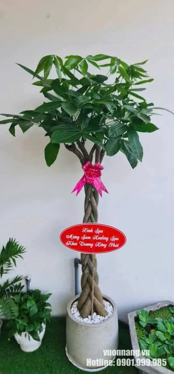 Cây Kim Ngân Bính tặng khai trương spa với thân bện và chậu trang trí Cây Kim Ngân Bính thực tế với thân bện cao, tán xanh tự nhiên, nơ trang trí và bảng chúc khai trương. Mẫu cây có hình thức gọn theo chiều đứng, phù hợp tham khảo cho spa, cửa hàng hoặc khu vực lễ tân.