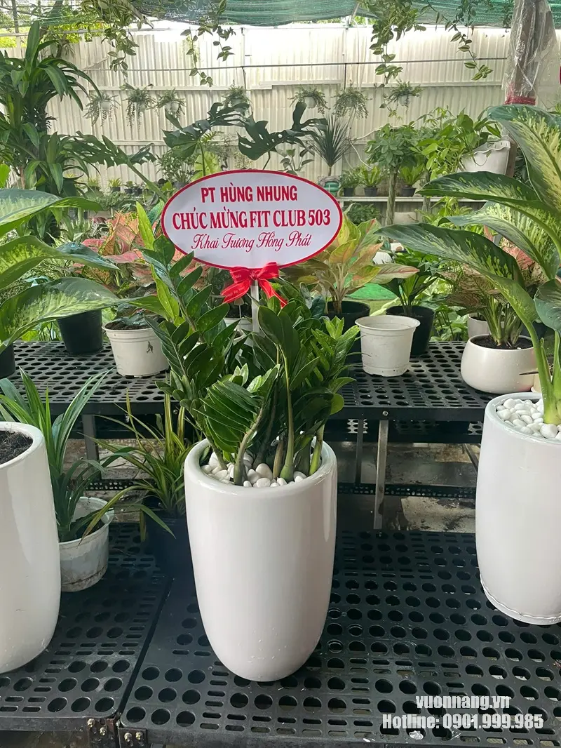 Chậu cây kim tiền mang ý nghĩa tiền tài và may mắn. Hình ảnh cây Kim Tiền cỡ vừa phối chậu sứ trắng, cùng bảng chúc mừng khai trường.