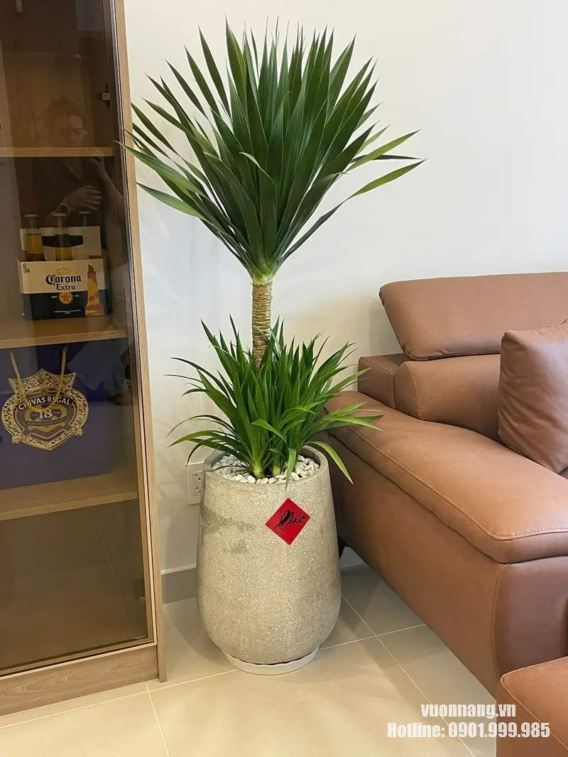 Hình ảnh thực tế cây Phát Tài Núi được phối trong chậu trang trí cỡ lớn, dáng cây cao, tán lá xanh nổi bật và phù hợp với các không gian nội thất rộng.