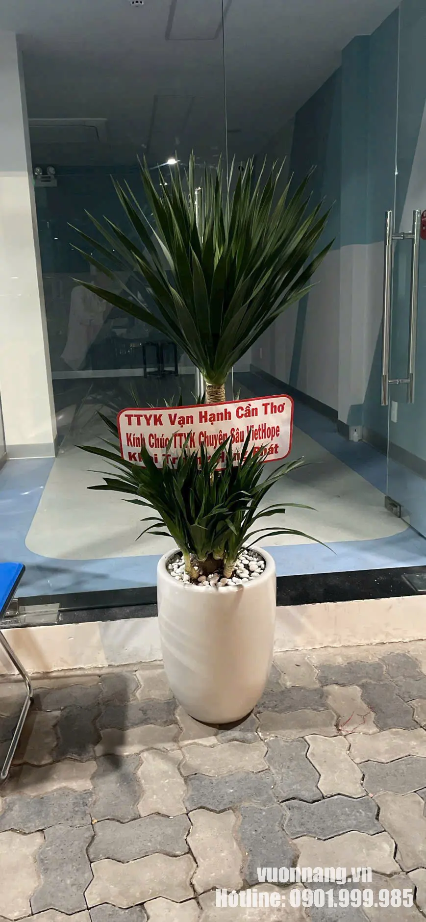Cây Phát Tài Núi tặng khai trương phối chậu trắng tại địa điểm thực tế Hình ảnh thực tế cây Phát Tài Núi có dáng cao, tán lá tập trung phía trên và cụm cây thấp ở phần chậu. Mẫu được phối chậu trắng cùng bảng chúc, phù hợp tham khảo cho quà khai trương tại sảnh, cửa hàng hoặc cơ sở có khoảng trống đủ rộng.