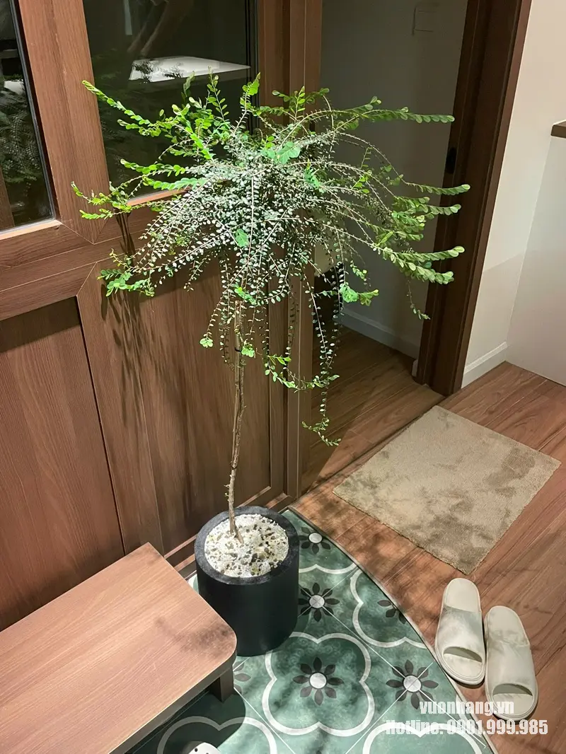 Hình ảnh cây Sơn Liễu dáng tree được tạo thân cao, phần tán phân nhiều cành nhỏ buông rủ tự nhiên. Cây được phối trong chậu đen phủ sỏi trắng, phù hợp tham khảo khi bố trí tại khu vực cửa ra vào, hiên hoặc không gian có ánh sáng tự nhiên tốt.