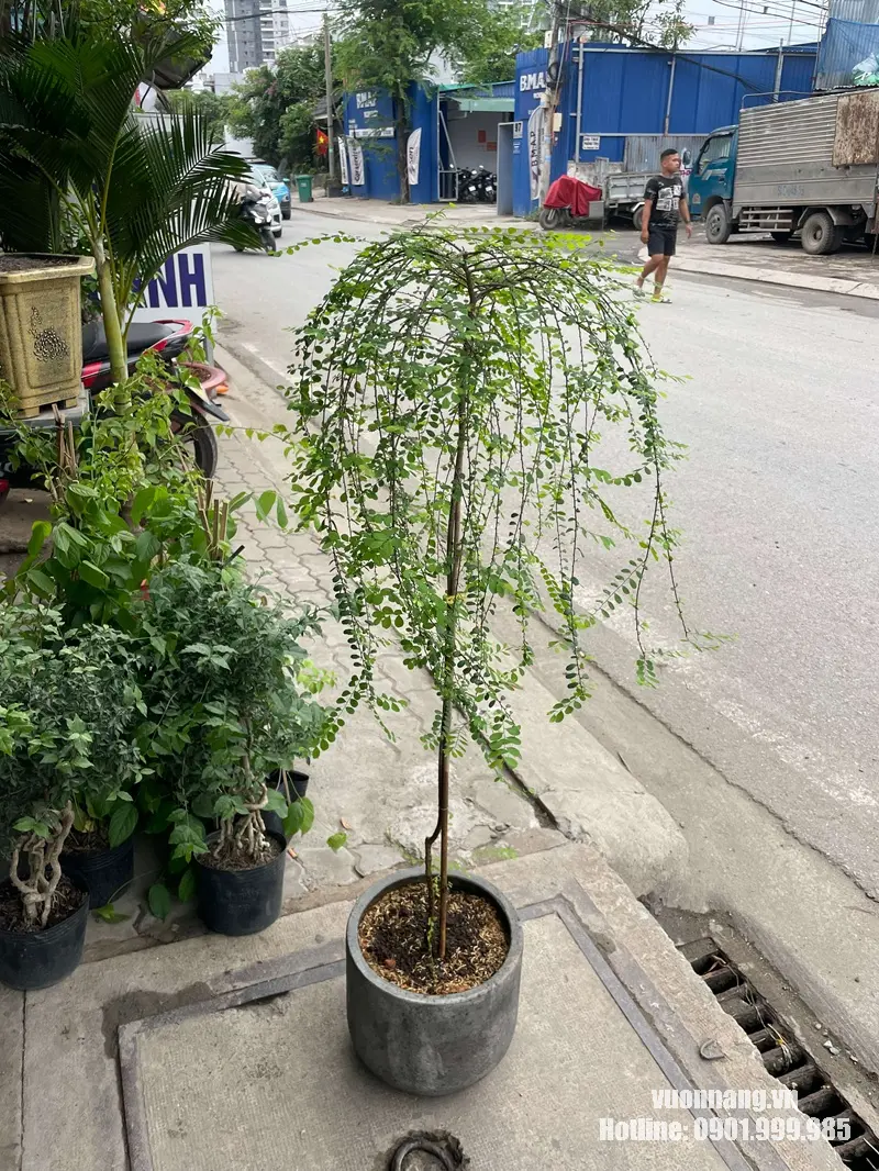 Hình ảnh mẫu cây Sơn Liễu rủ có phần thân cao, tán được tạo phía trên và nhiều cành dài buông xuống tạo thành dáng mềm như ô rủ. Cây được phối chậu xi măng đơn giản, phù hợp làm điểm nhấn tại sân vườn, hiên, ban công hoặc khu vực ngoài trời có ánh sáng tốt.