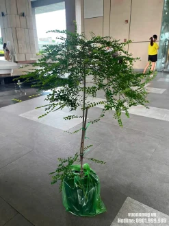 Ảnh thực tế cây Sơn Liễu dáng tree có phần tán khá rộng, nhiều cành nhánh phát triển theo nhiều hướng và bắt đầu tạo hiệu ứng rủ. Mẫu cây này giúp minh họa rõ đặc điểm tán của Sơn Liễu trước khi được cắt tỉa hoàn thiện theo vị trí bố trí.