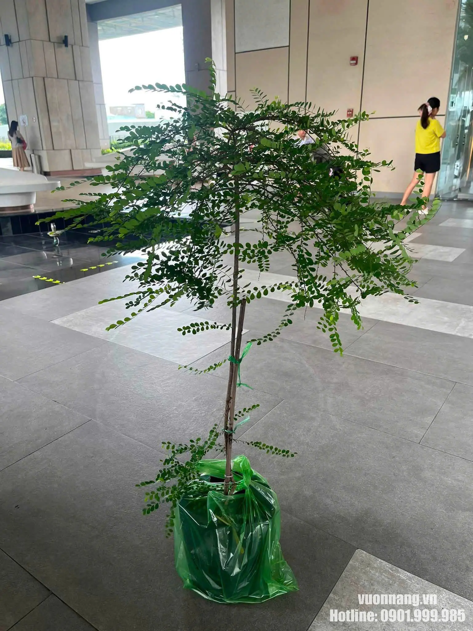 Ảnh thực tế cây Sơn Liễu dáng tree có phần tán khá rộng, nhiều cành nhánh phát triển theo nhiều hướng và bắt đầu tạo hiệu ứng rủ. Mẫu cây này giúp minh họa rõ đặc điểm tán của Sơn Liễu trước khi được cắt tỉa hoàn thiện theo vị trí bố trí.
