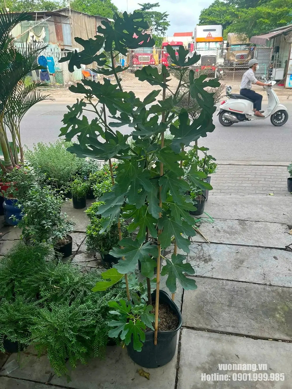 Hình ảnh toàn cây Sung Mỹ lớn tại khu vực nhà vườn, được trồng trong chậu nhựa đen với thân cao, nhiều nhánh và tán lá phát triển tốt.