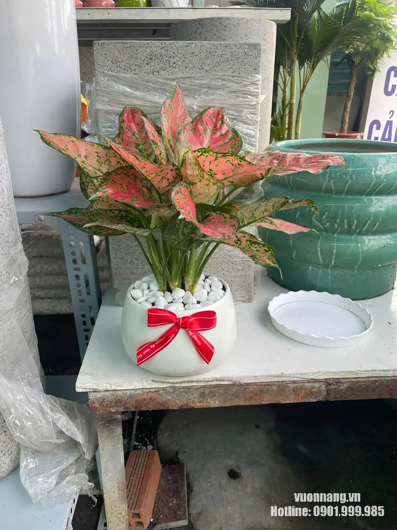 Cây Vạn Lộc để bàn làm quà tặng khai trương Hình ảnh cây vạn lộc phối chậu sứ trắng.
