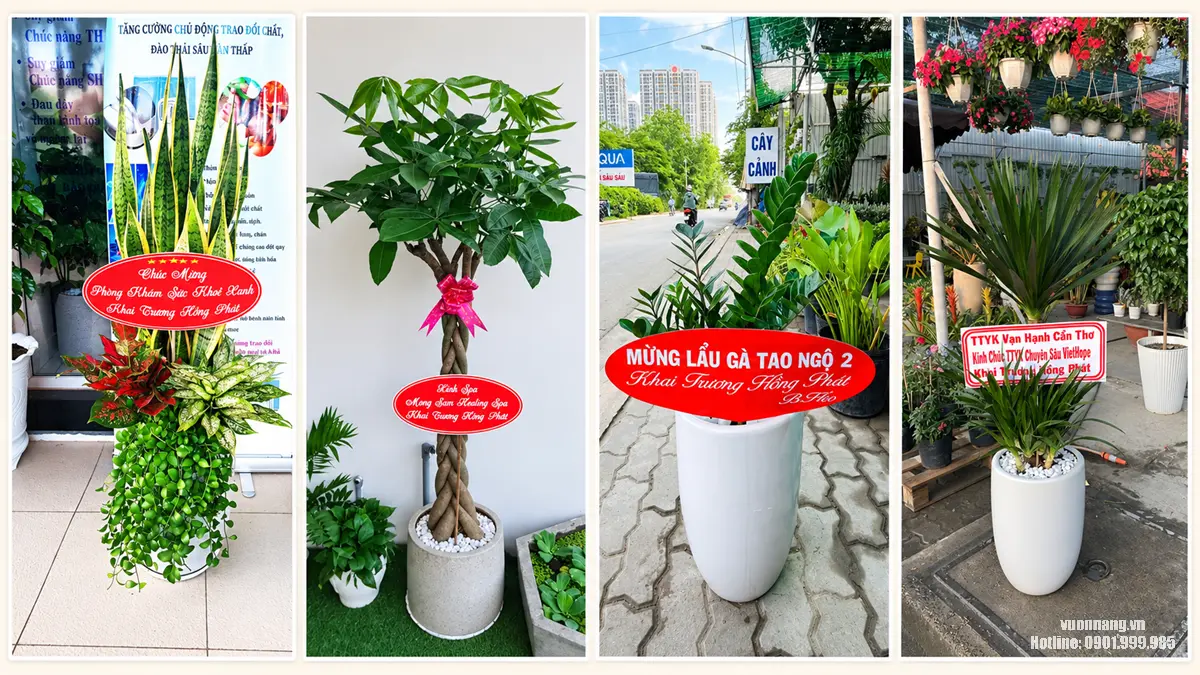 Collage các mẫu cây tặng khai trương Lưỡi Hổ Kim Ngân Bính Kim Tiền và Phát Tài Núi nh collage tổng hợp 4 mẫu cây cảnh được sử dụng làm quà tặng khai trương trong các bối cảnh thực tế: set Lưỡi Hổ phối nhiều tầng, cây Kim Ngân Bính thân bện, cây Kim Tiền phối chậu trắng và cây Phát Tài Núi cỡ lớn. Các mẫu đều có bảng chúc mừng khai trương, giúp người xem tham khảo cách chọn cây, kiểu chậu và hình thức trang trí phù hợp với từng loại hình kinh doanh.