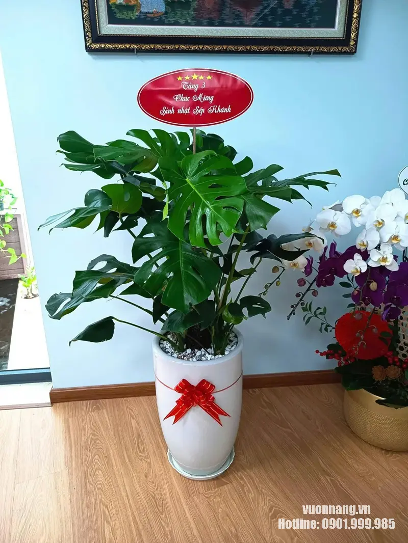 Hình ảnh cây Trầu Bà Monstera thực tế được trồng trong chậu trắng, trang trí nơ đỏ và bảng chúc sinh nhật. Tán lá xanh lớn tạo điểm nhấn rõ trong không gian nội thất, phù hợp tham khảo khi chọn cây tặng sinh nhật hoặc tân gia.