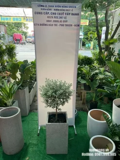 Mẫu cây Tuyết Sơn Phi Hồ thực tế được tạo tán tròn và phối cùng chậu tròn màu xám. Kiểu chậu thấp giúp phần tán cây trở thành điểm nhấn chính, thích hợp bố trí tại sân vườn, hiên nhà, sân thượng hoặc các khu vực cảnh quan có nhiều nắng.