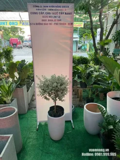 ây Tuyết Sơn Phi Hồ thực tế tại Vườn Nắng được phối với chậu trắng dáng cao. Tán cây tương đối tròn, lá nhỏ màu xanh xám bạc nổi bật trên nền chậu sáng, phù hợp tham khảo cho ban công nhiều nắng, hiên nhà hoặc không gian ngoại thất hiện đại.