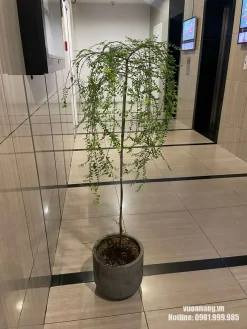 Ảnh thực tế chậu cây Sơn Liễu dáng tree đặt trong khu vực sảnh. Phần thân được tạo cao, tán phía trên phát triển nhiều cành mảnh rủ dài xuống quanh thân. Hình ảnh thể hiện rõ form cây tree và tỷ lệ cây khi phối cùng chậu xi măng.