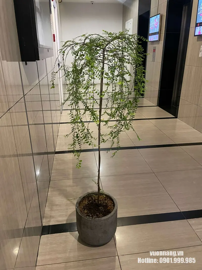 Ảnh thực tế chậu cây Sơn Liễu dáng tree đặt trong khu vực sảnh. Phần thân được tạo cao, tán phía trên phát triển nhiều cành mảnh rủ dài xuống quanh thân. Hình ảnh thể hiện rõ form cây tree và tỷ lệ cây khi phối cùng chậu xi măng.