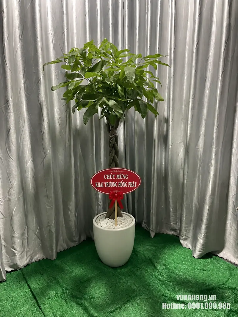 Mẫu chậu trắng cây Kim Ngân Bính tặng khai trương Cây Kim Ngân Bính dáng cao được phối với chậu trắng trơn, phủ sỏi trắng và bảng chúc khai trương cỡ vừa. Cách phối giúp làm nổi bật phần thân bện và tán cây, phù hợp làm quà cho văn phòng, sảnh doanh nghiệp hoặc cơ sở kinh doanh mới.