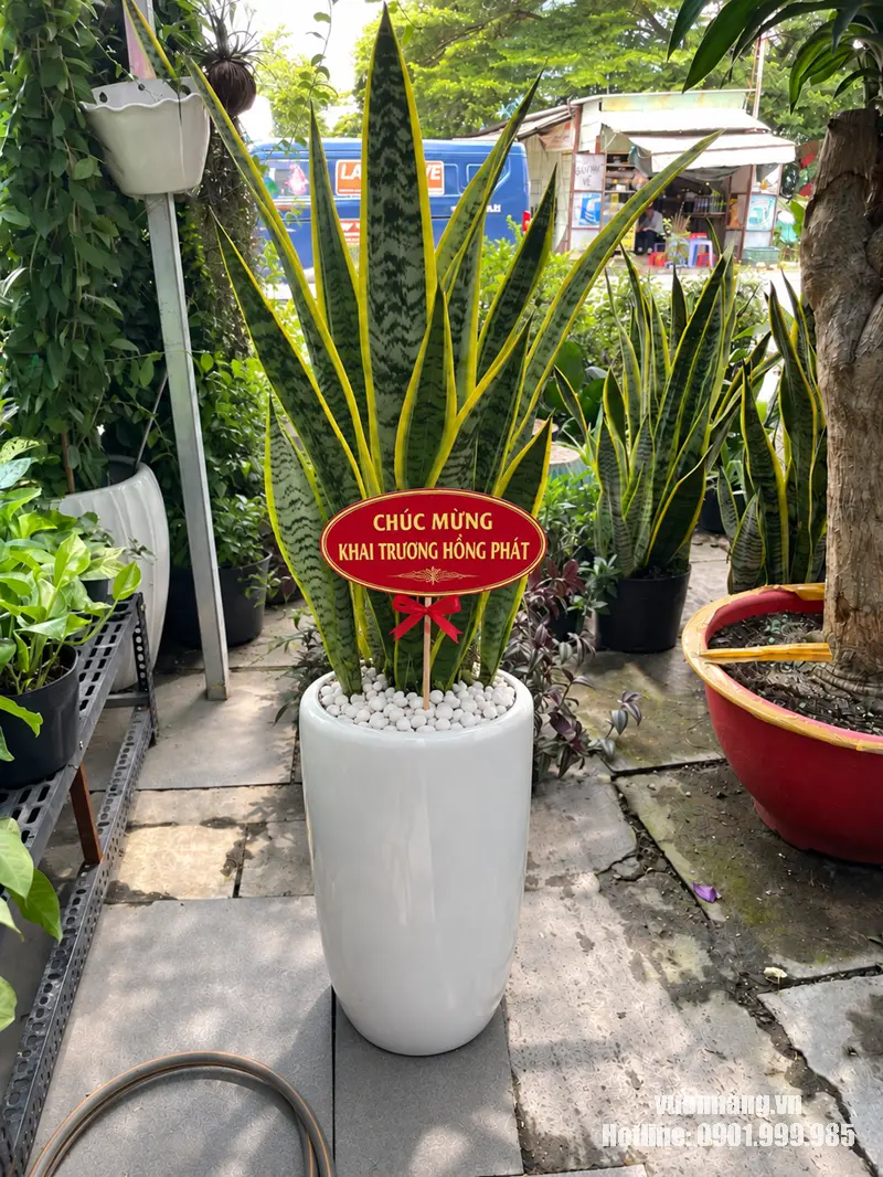 Cây Lưỡi Hổ tặng khai trương phối chậu trắng và sỏi trắng Hình ảnh cây Lưỡi Hổ với lá cao viền vàng, được bố trí trong chậu trắng dáng trụ và phủ sỏi trắng. Bảng chúc đỏ đặt ở tỷ lệ vừa phải giúp tổng thể gọn, phù hợp với cửa hàng, văn phòng hoặc không gian theo phong cách tối giản.