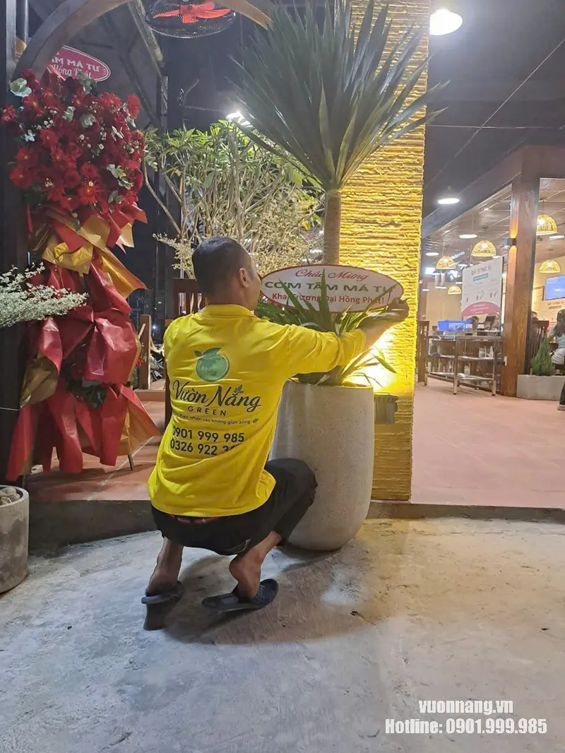 Nhân viên Vườn Nắng chỉnh chậu cây tặng khai trương tại địa điểm khách hàng Hình ảnh nhân viên Vườn Nắng trong đồng phục thực tế đang chỉnh lại cây và chậu tại địa điểm nhận cây