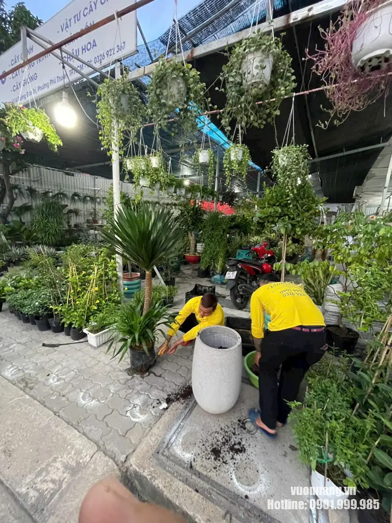 Nhân viên Vườn Nắng chuẩn bị cây Kim Ngân Bính và chậu trước khi giao khách Hình ảnh thực tế tại khu vực cây cảnh của Vườn Nắng, nhân viên đang chuẩn bị cây Kim Ngân Bính và chậu trước khi hoàn thiện sản phẩm.