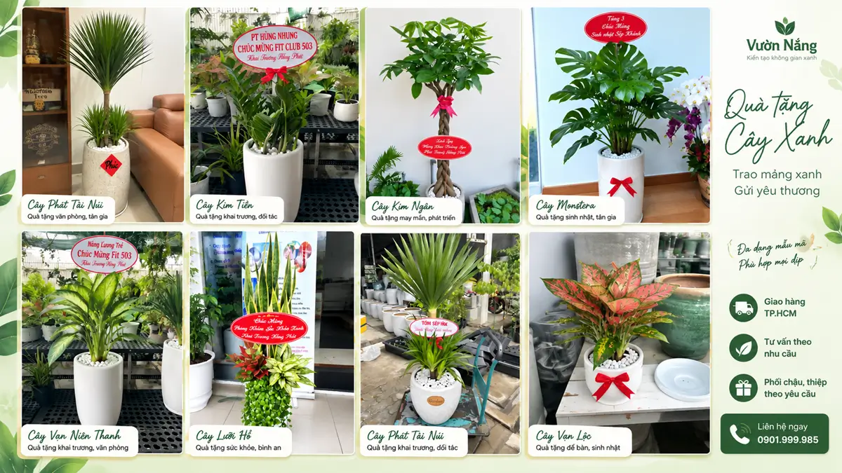 Quà Tặng Cây Xanh TPHCM – Cây Cảnh Đẹp Cho Nhiều Dịp